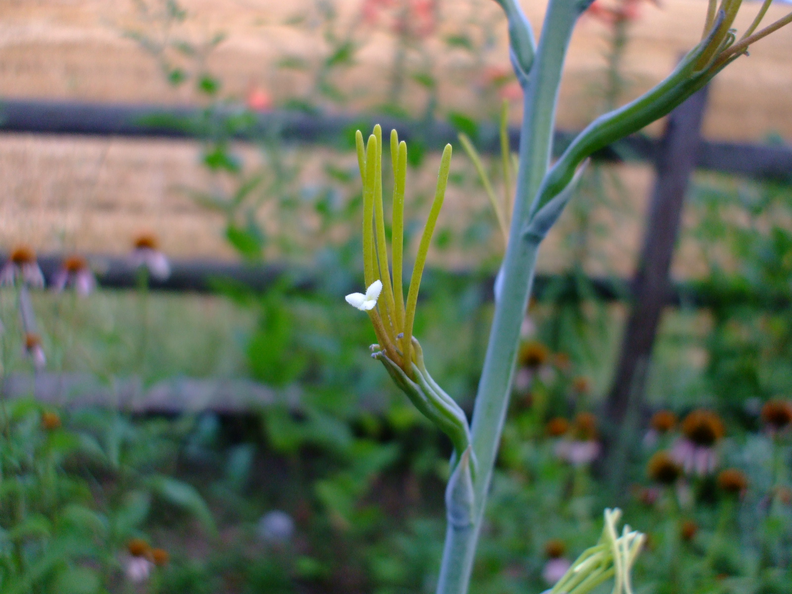 Manfreda virginica